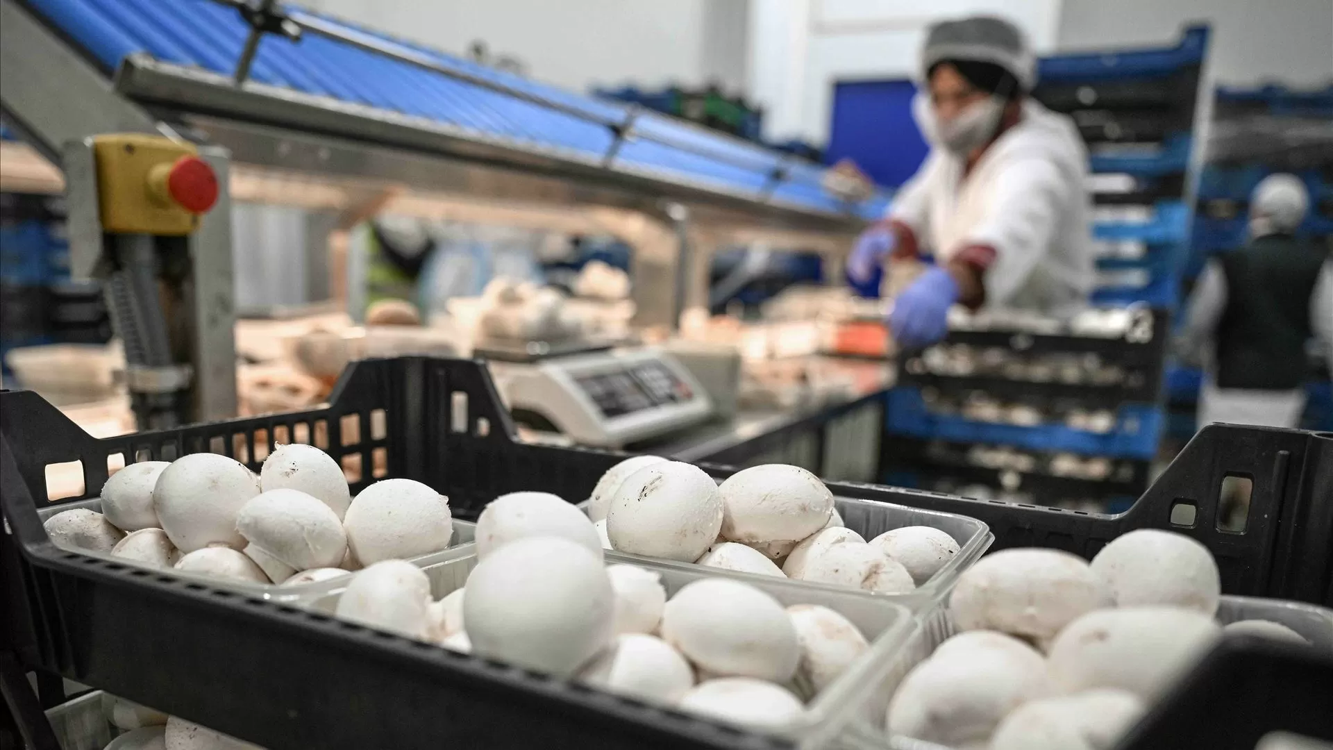 CUGA estima produzir 6,5 mil toneladas de cogumelos frescos e faturar 24 milhões de euros em 2026