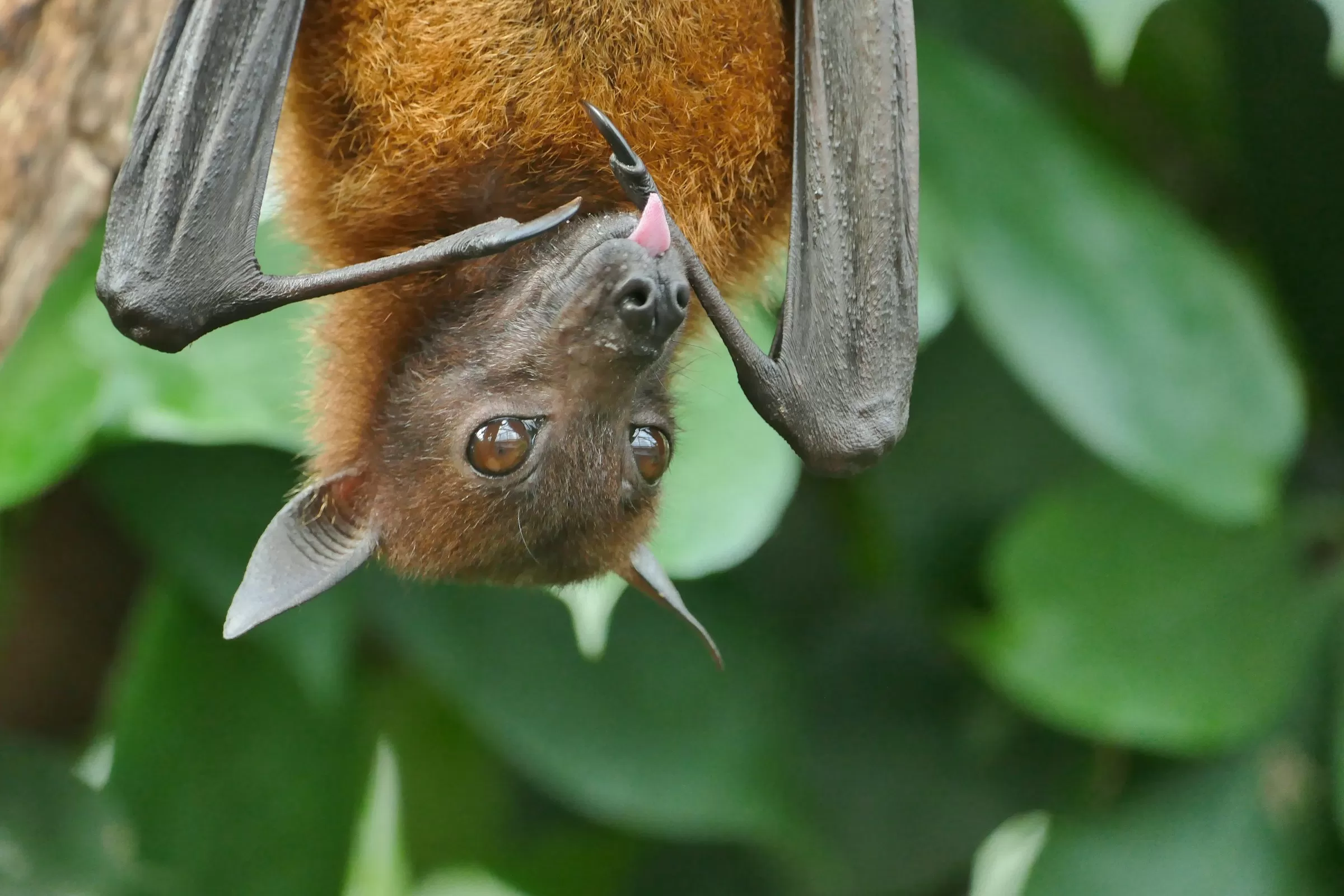 Conhece o Vírus Nipah? Entenda sintomas, formas de contágio e se pode chegar ao Brasil