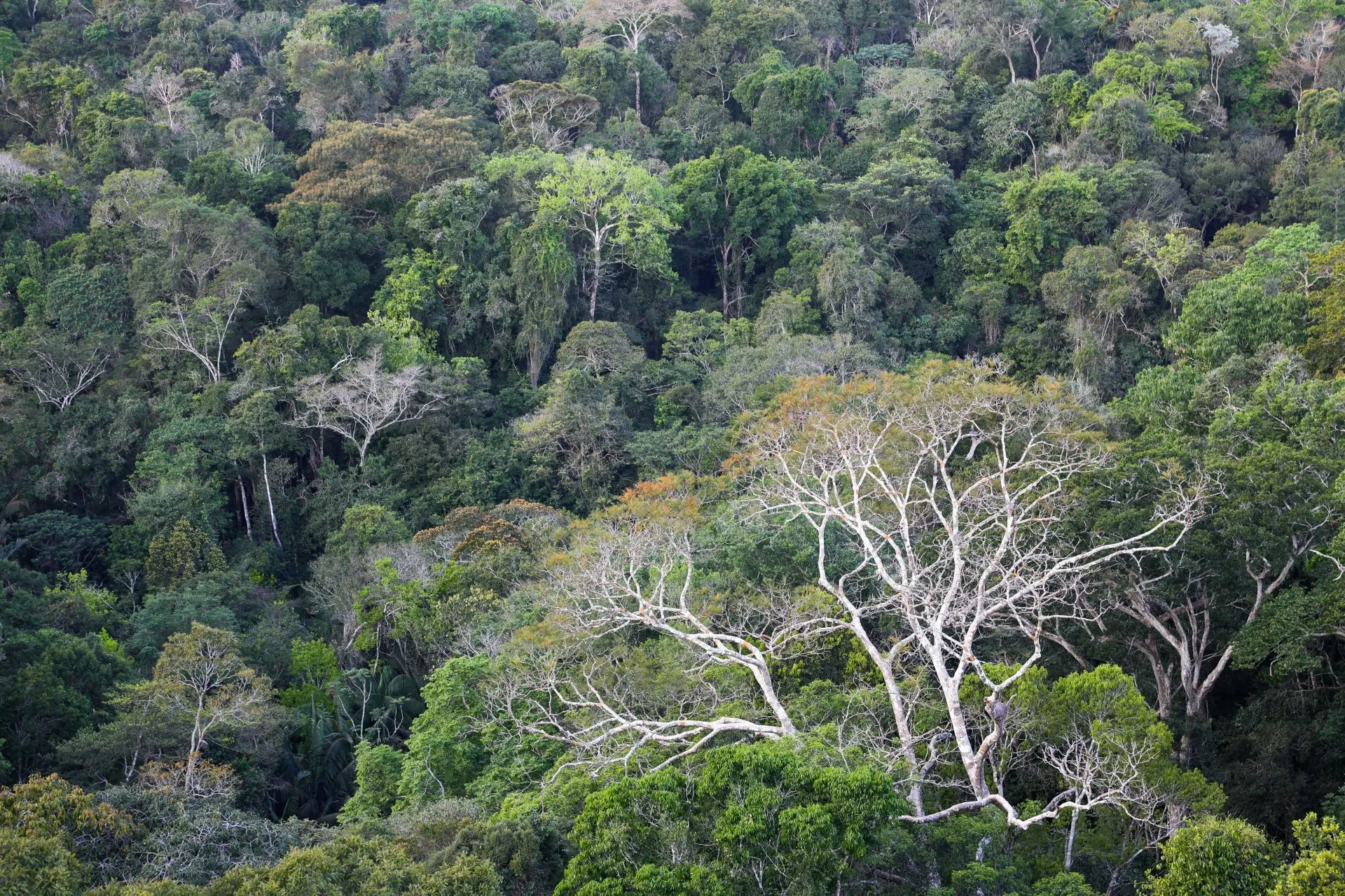 BNDES seleciona 7 fundos de investimento para Chamada de Clima; veja os escolhidos