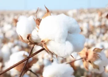 Brasil torna-se maior exportador mundial de algodão na safra 2023/24