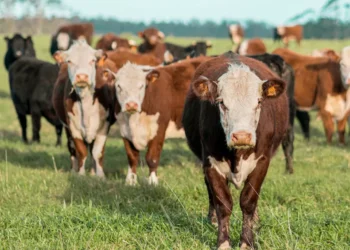 “Gestão Econômica: Pilar da Sociedade Sustentável”