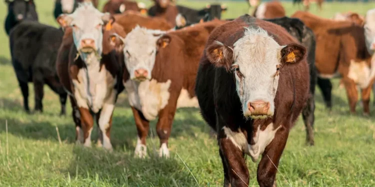 “Gestão Econômica: Pilar da Sociedade Sustentável”