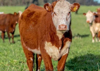 “O Impacto Econômico do Mercado Imobiliário”