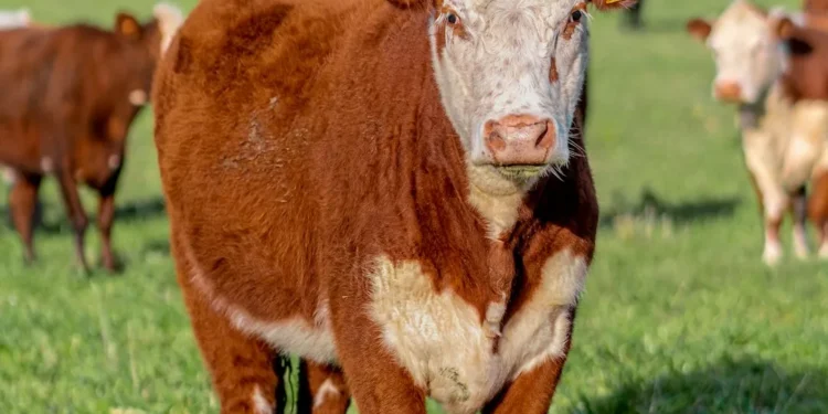 “O Impacto Econômico do Mercado Imobiliário”