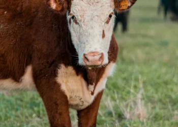 “Importância da Economia na Sociedade”