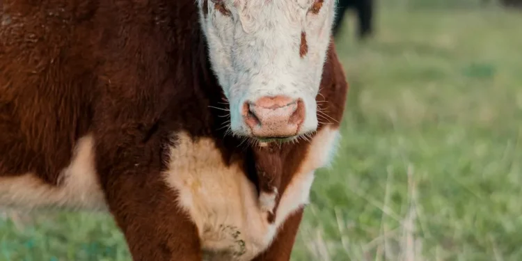“Importância da Economia na Sociedade”