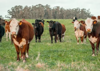 “O impacto positivo das experiências em Economia”