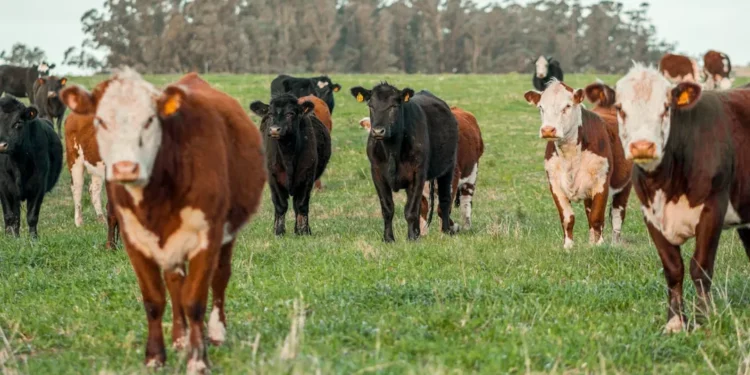 “O impacto positivo das experiências em Economia”