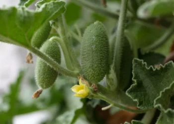 Esta planta é capaz de lançar suas sementes a dez metros de distância
