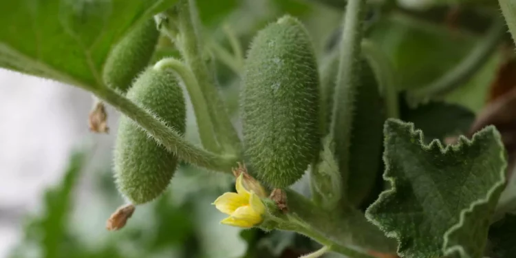 Esta planta é capaz de lançar suas sementes a dez metros de distância