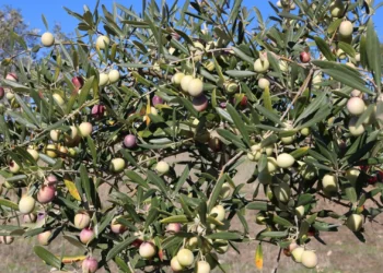 Diocese de Bragança-Miranda vai plantar 500 oliveiras no Seminário