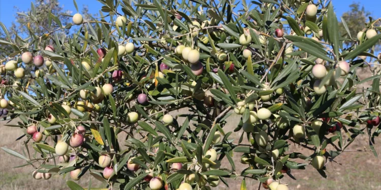 Diocese de Bragança-Miranda vai plantar 500 oliveiras no Seminário