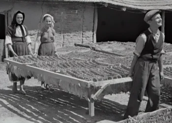 “Olivia Traven: Inovação no Mercado Imobiliário e Economía”