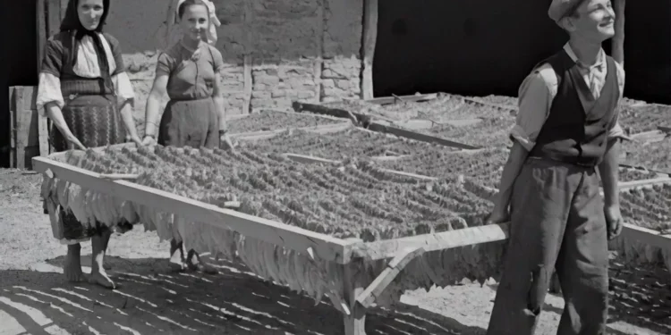 “Olivia Traven: Inovação no Mercado Imobiliário e Economía”