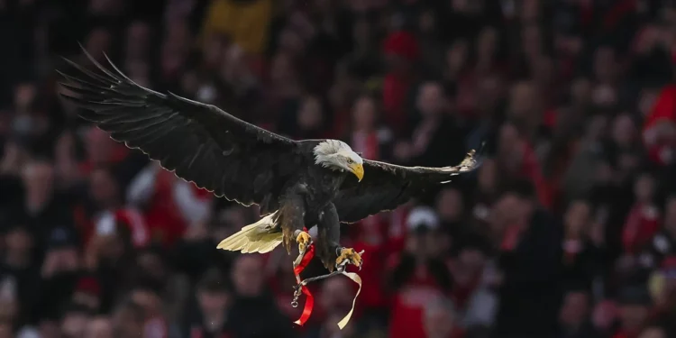 Sócios do Benfica votam alteração dos Estatutos a 8 de março