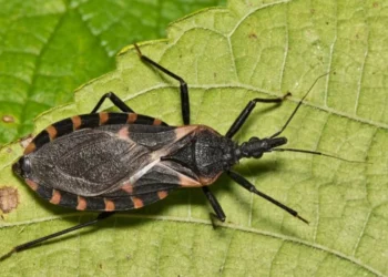 Pesquisa sobre doença de Chagas é retomada após liberação de verba dos EUA