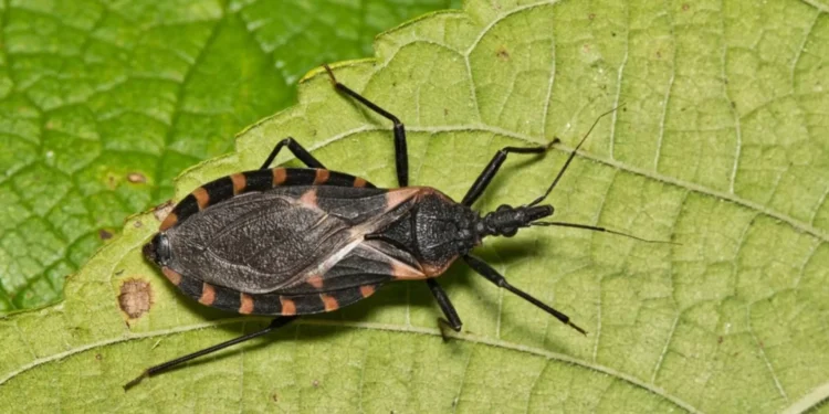 Pesquisa sobre doença de Chagas é retomada após liberação de verba dos EUA