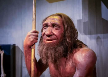Neandertais sofreram grande queda populacional há 110 mil anos, aponta estudo
