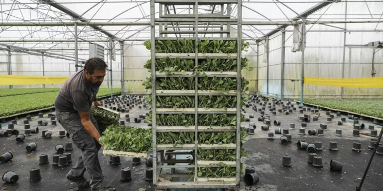 Preço da produção agrícola sobe na UE e recua em Portugal no 4.º trimestre de 2024