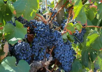 Tarifas de Trump vão “afetar o negócio do vinho”