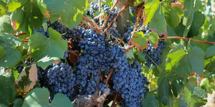 Tarifas de Trump vão “afetar o negócio do vinho”