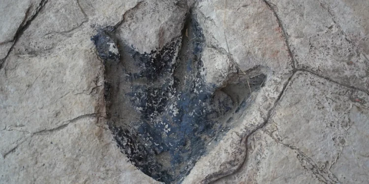 Dinossauro misterioso de 150 milhões de anos é encontrado