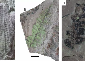 Bosque fossilizado de 260 milhões de anos encontrado no Rio Grande do Sul