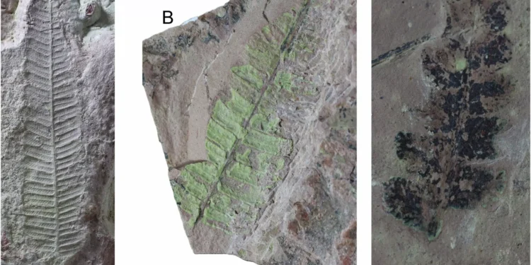 Bosque fossilizado de 260 milhões de anos encontrado no Rio Grande do Sul