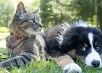Como emitir o RG para cães e gatos pelo sistema do Governo Federal