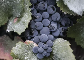 Vinho Madeira com quebras na comercialização no primeiro trimestre