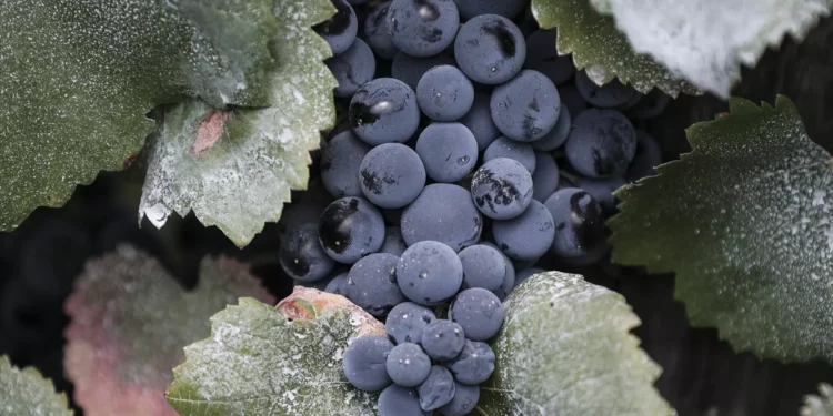 Vinho Madeira com quebras na comercialização no primeiro trimestre