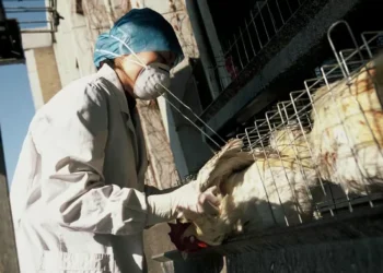 País está polarizado, mas todos têm filhos, diz Jonathan Haidt à CNN