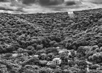 Conheça o projeto de Sebastião Salgado que ‘ressuscitou’ uma floresta