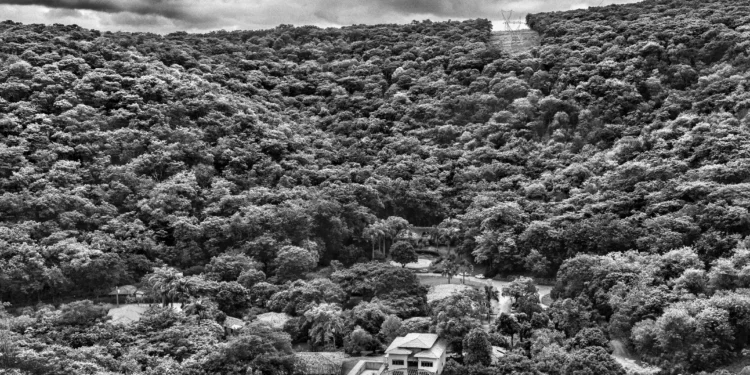 Conheça o projeto de Sebastião Salgado que ‘ressuscitou’ uma floresta