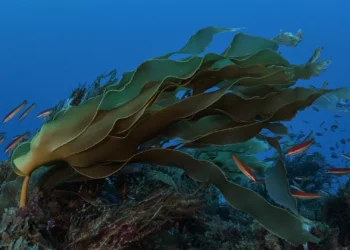 “O novo programa europeu de Defesa deve financiar a Marinha para monitorizar as áreas marinhas protegidas”