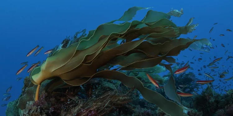 “O novo programa europeu de Defesa deve financiar a Marinha para monitorizar as áreas marinhas protegidas”