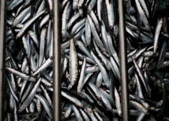 Pesca da sardinha com cerco proibida entre 21 e 23 de junho no Algarve