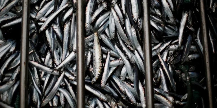 Pesca da sardinha com cerco proibida entre 21 e 23 de junho no Algarve