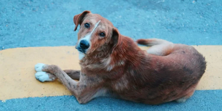 Por que cães giram antes de deitar?