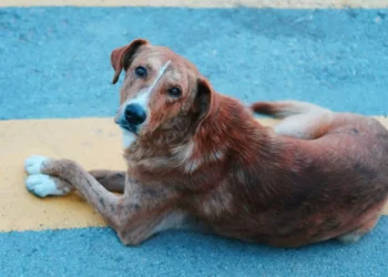 Por que cães giram antes de deitar?