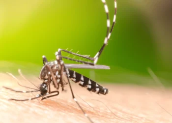 7 dicas da ciência para afastar mosquitos, incluindo o Aedes aegypti da dengue
