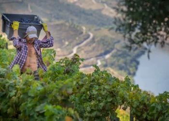 Viticultores do Douro. Governo garante apresentar em breve soluções estruturais