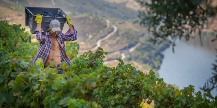 Viticultores do Douro. Governo garante apresentar em breve soluções estruturais