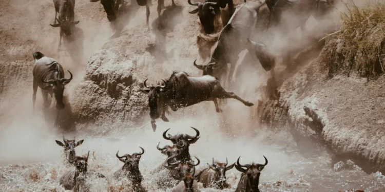 Dahlia: Estrangeiro começou a chegar na Bolsa, mas “manada ainda está por vir”