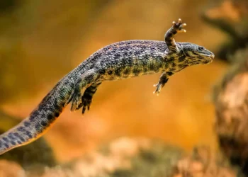Essa salamandra tem uma das defesas mais bizarras da natureza