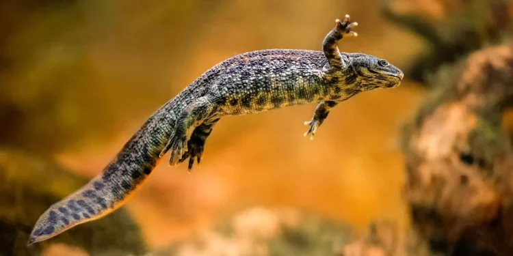 Essa salamandra tem uma das defesas mais bizarras da natureza