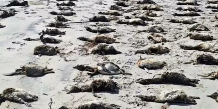 Mais de 730 pinguins são encontrados mortos em SP – veja as possíveis causas