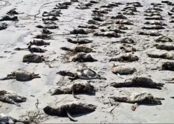Mais de 730 pinguins são encontrados mortos em SP – veja as possíveis causas