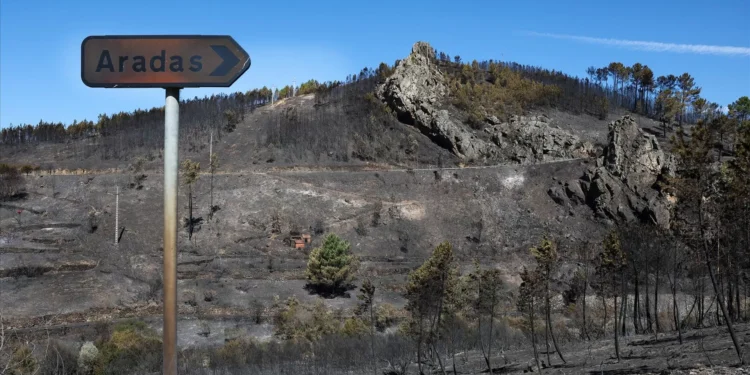 Incêndios: Empresários pedem rapidez e ausência de burocracia nos apoios
