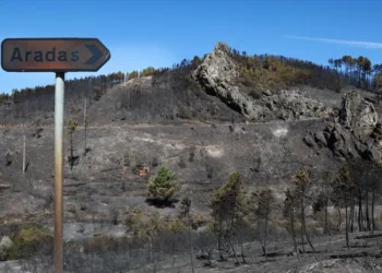 ​Incêndios: Empresários pedem rapidez e ausência de burocracia nos apoios